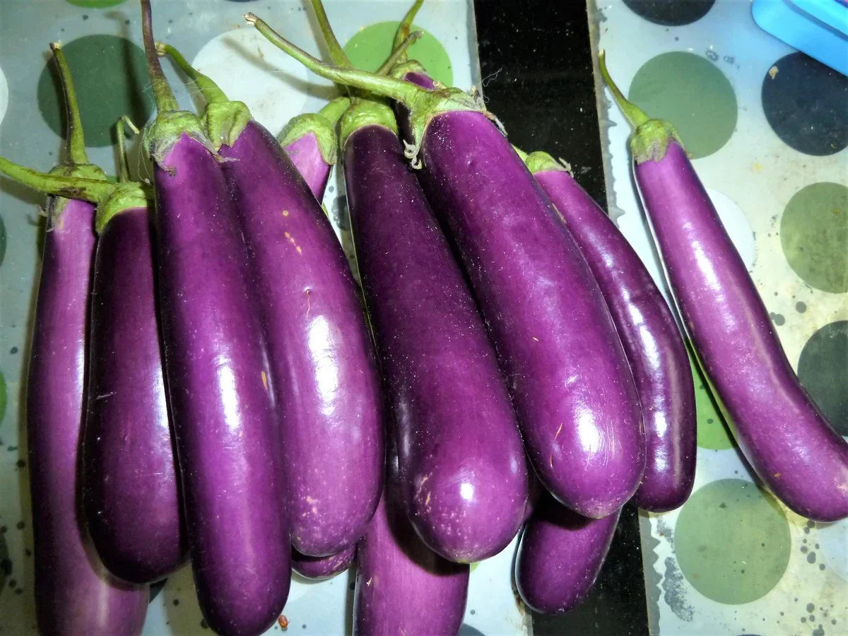 Long Purple Eggplant Seeds - 100+ Heirloom Organic Non-GMO - Solanum melongena
