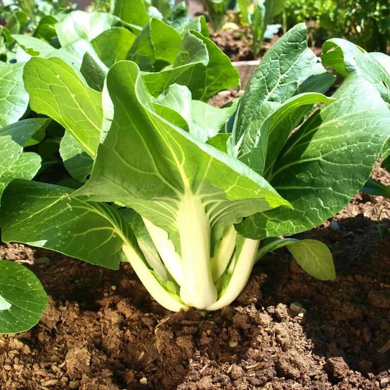 Large Bok Choy Seeds - White Stem Variety - Pak Choi, Pok Choy, Canton Joi - Perfect for 2025 Planting