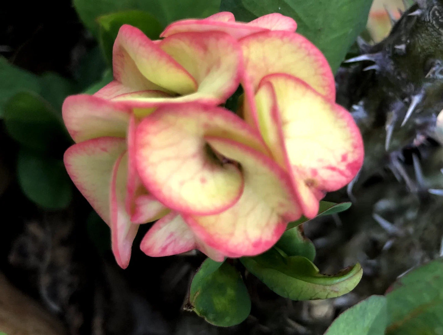 Rooted Cutting - Thai Hybrid Crown of Thorns Julia - Euphorbia milii