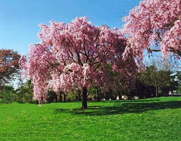 Live Japanese Pink Weeping Cherry Tree - 20 Inch Strong Rooted Plant - Prunus serrulata