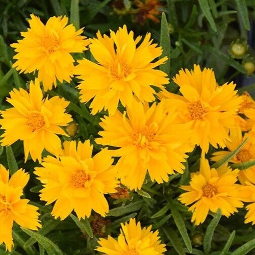 Coreopsis Seeds - 15 Count - 'Double the Sun' - Coreopsis grandiflora - Bright Yellow Blooms for Garden Planting