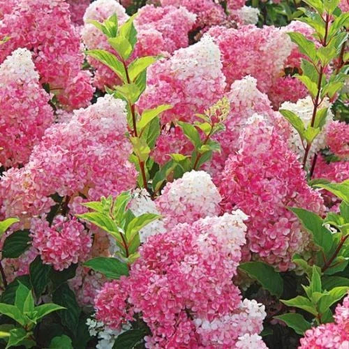 Dark Strawberry Hydrangea Seeds - 5 Perennial Hardy Flower Seeds - Hydrangea macrophylla