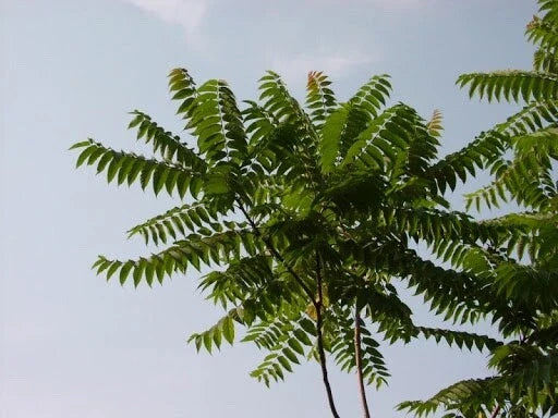 Tree of Heaven Seeds - 20 Pack, Ailanthus Altissima, Ideal for Bonsai and Outdoor Planting