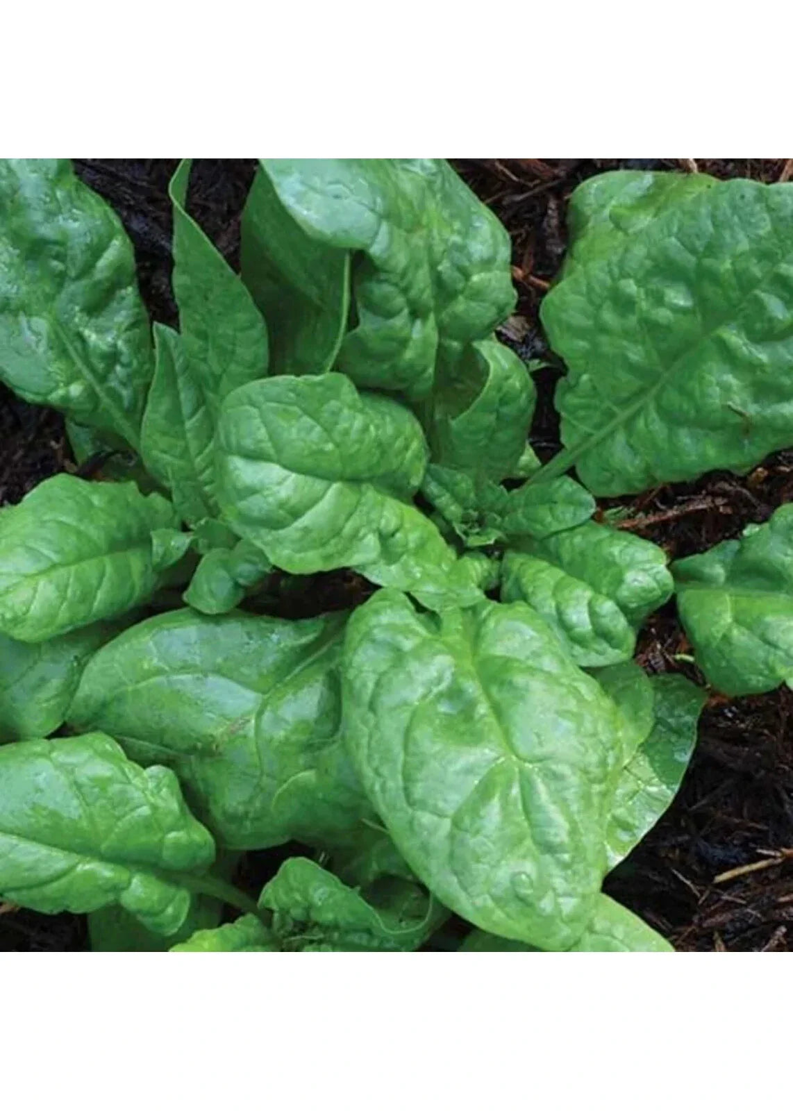 Non-GMO Spinach Seeds - Smooth Leaf, Heat Tolerant - America Variety - (Spinacia oleracea) - Free Shipping