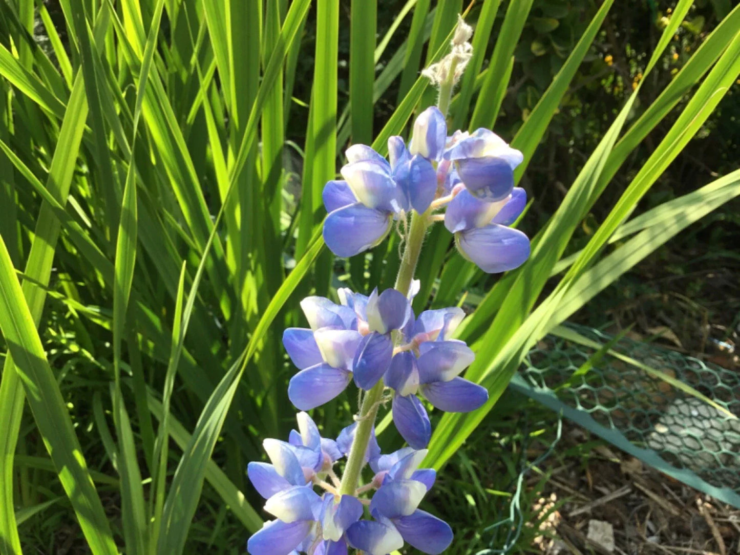 Lupine Seeds 15 Count - Sky Blue Variety - Lupinus polyphyllus