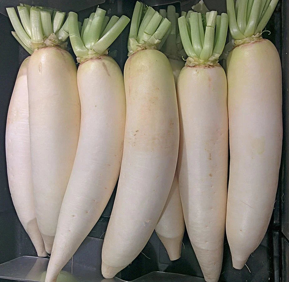 Daikon Radish Seeds - 300+ Heirloom NON-GMO Seeds - Raphanus sativus - USA Seller