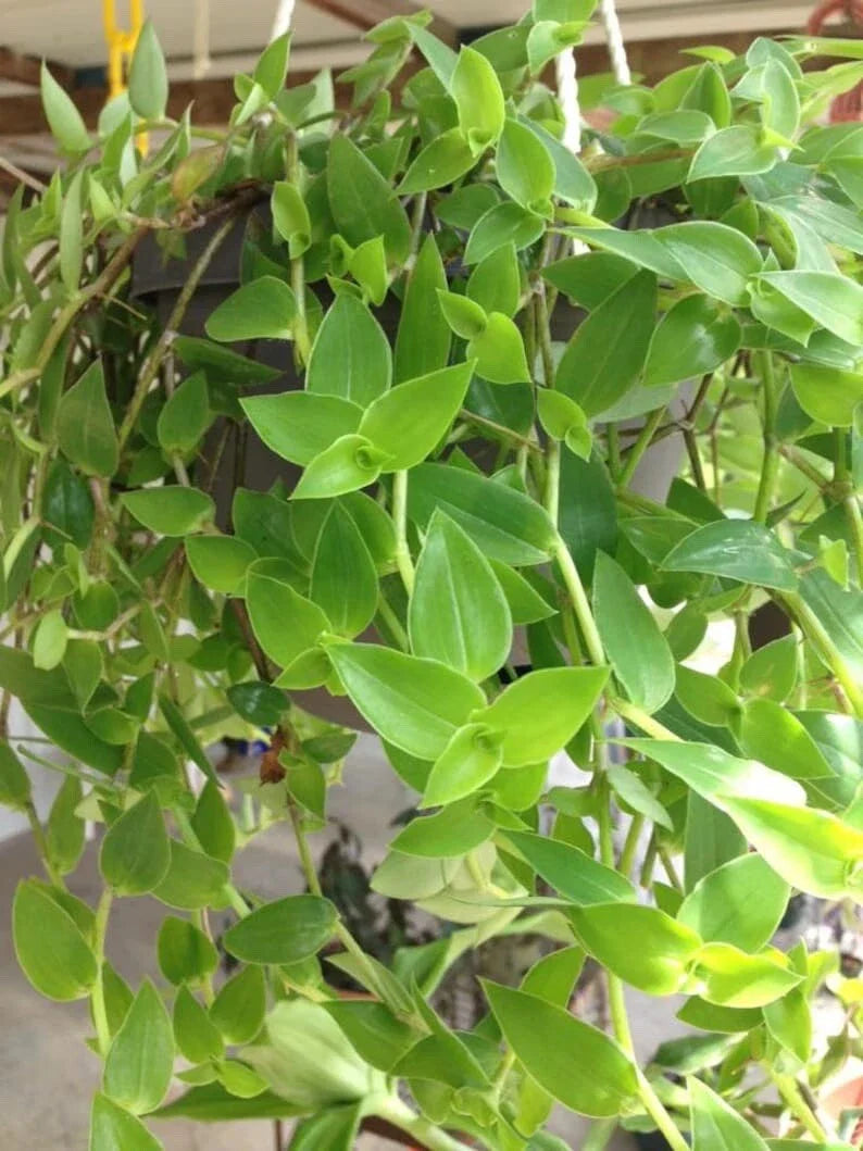 Green Wandering Jew Cuttings 12" Tradescantia Aurea Inch Plant Unrooted