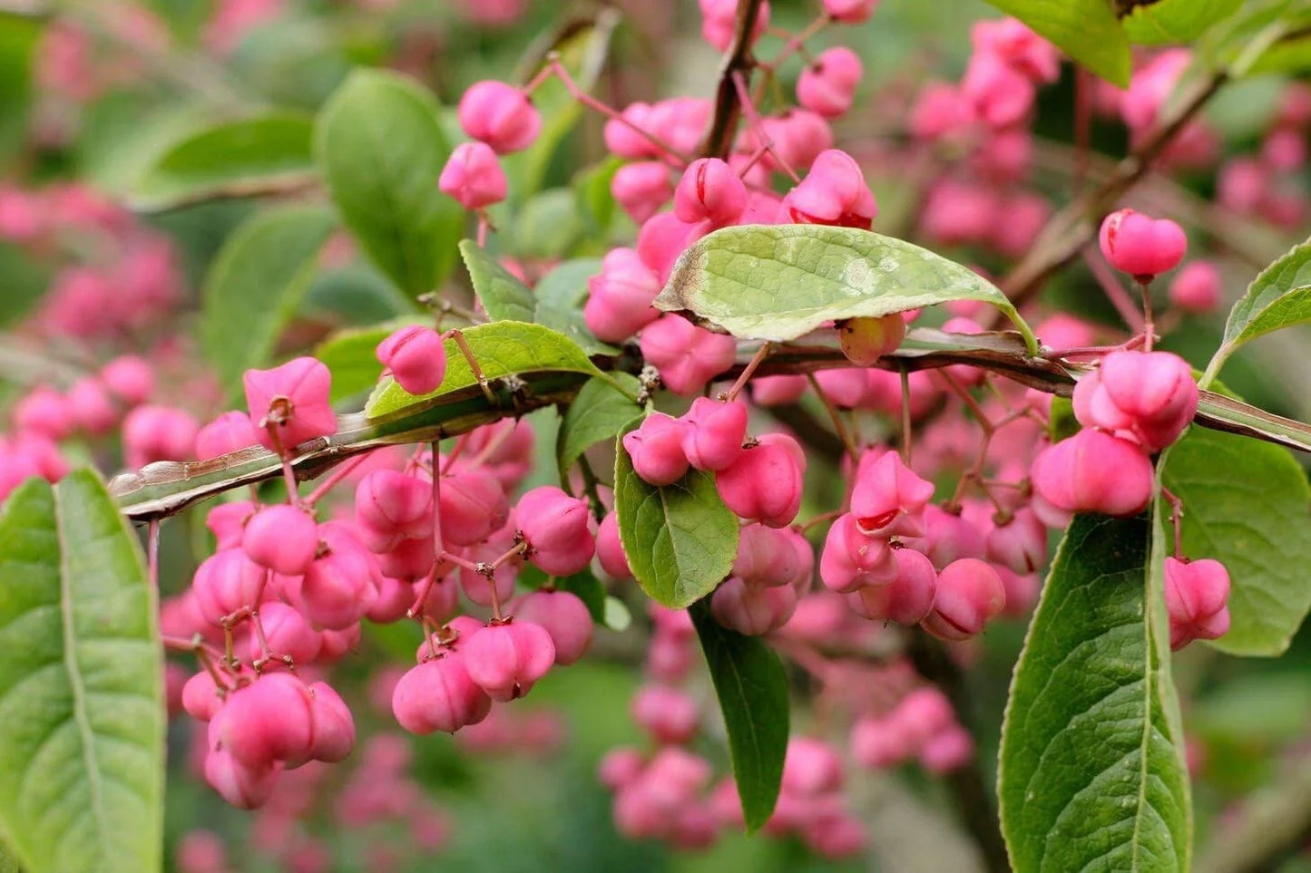 Cork Spindle Shrub Seeds - 10 Pack - Euonymus phellomanus - Hardy Shrub Seeds for Garden and Landscaping