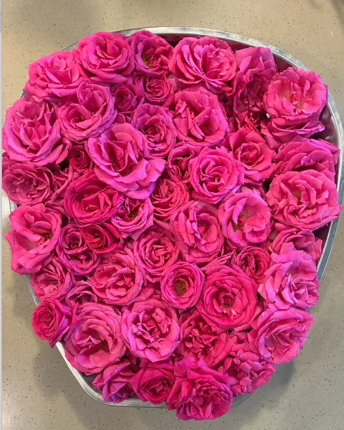 Zephirine Drouhin Thornless Rose Cuttings 5-8" - Unrooted Fresh Stems (Rosa 'Zephirine Drouhin')