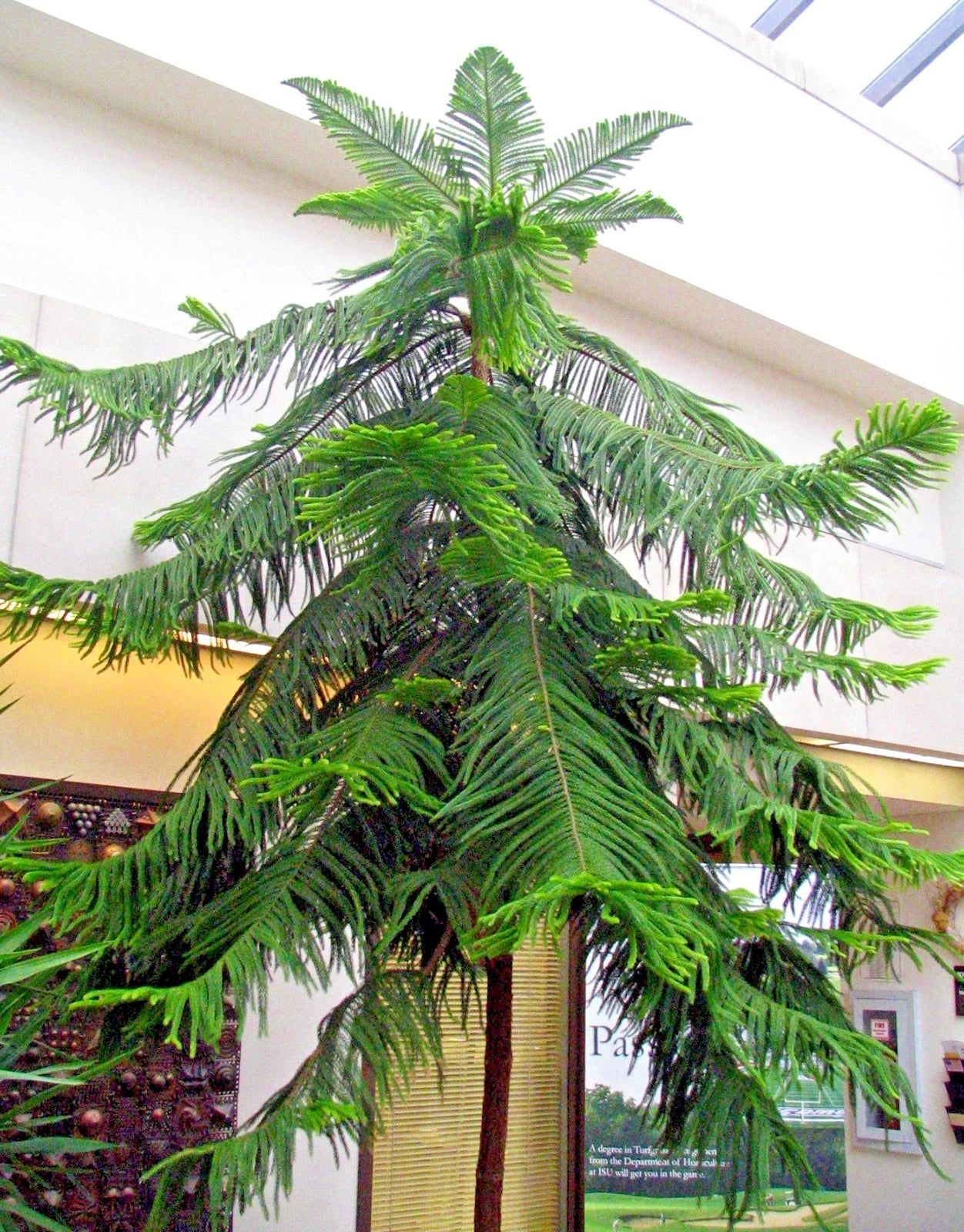 Norfolk Island Pine Seeds, Araucaria excelsa, Indoor Christmas Tree, Perfect for Houseplant Lovers