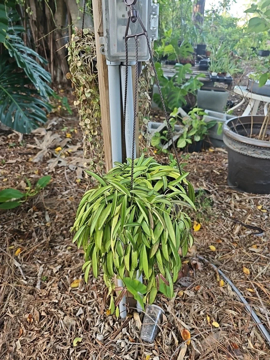 Large Hoya Wayetii Plant in 8-Inch Hanging Basket - Wax Plant, Matured, Green Foliage, Indoor/Outdoor Decor