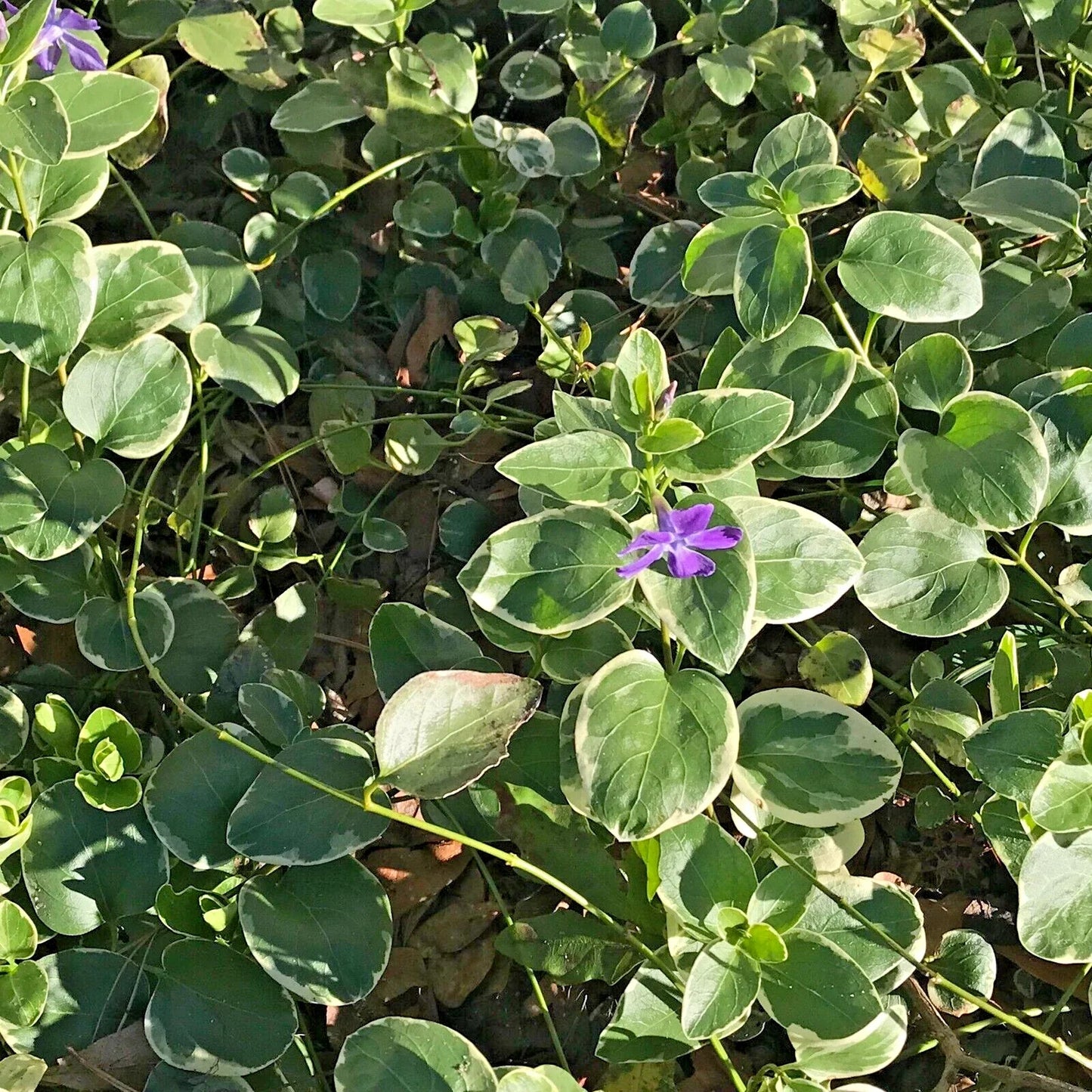 Variegated Vinca Lavender Periwinkle Groundcover Starter Vines - 8 Rooted Plants (Vinca minor)
