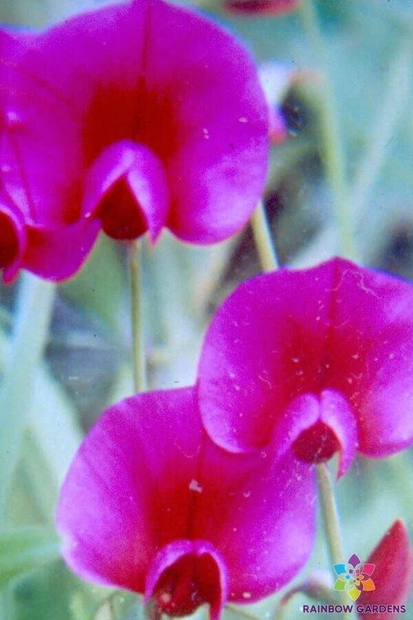 Lathyrus tingitanus Annual Sweet Pea Seeds - 50+ Pack - Garden Flower Seeds - USA Grown