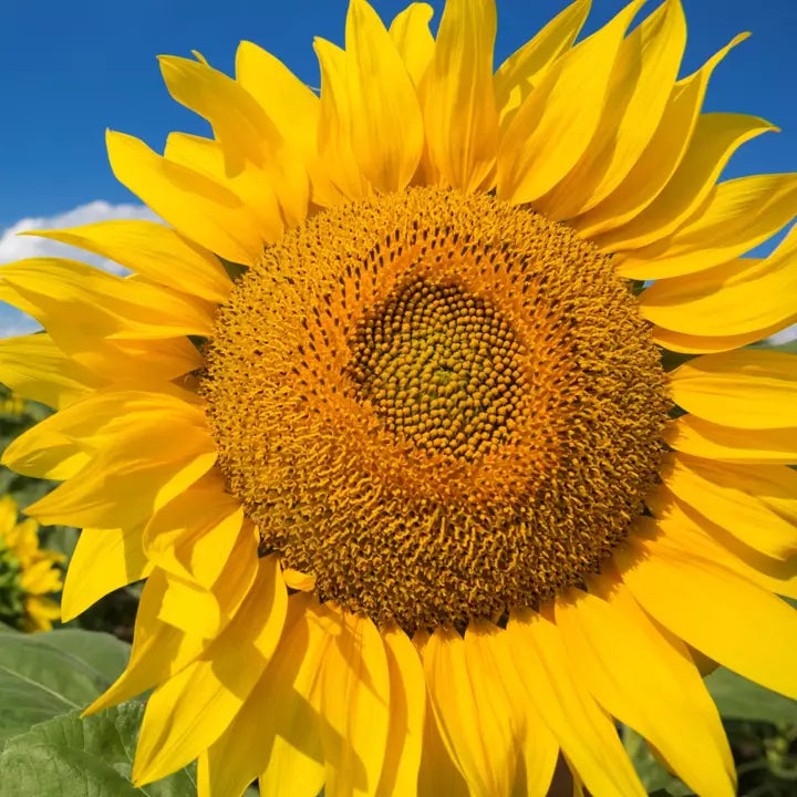 Mammoth Grey Stripe Sunflower Seeds | Giant Russian Sunflower | Helianthus annuus | 2025
