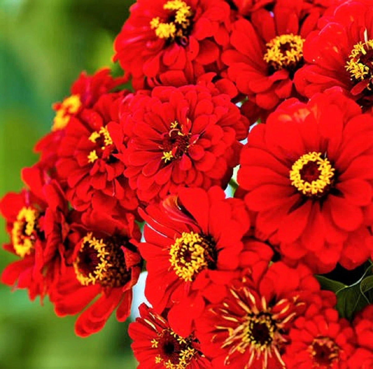 Zinnia Seeds - Will Rogers Variety - Non-GMO - 100+ Seeds - Perfect for Gardens - Zinnia elegans
