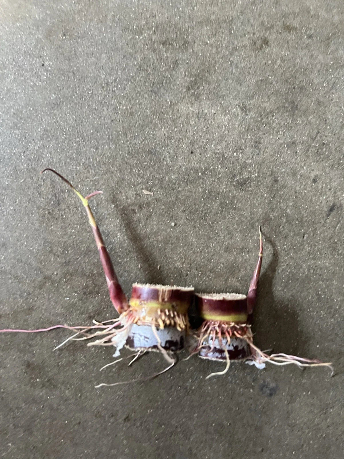 Rooted Dark Purple Sugarcane Cuttings - 2pcs Sweet & Juicy (Saccharum spontaneum) Ready to Plant