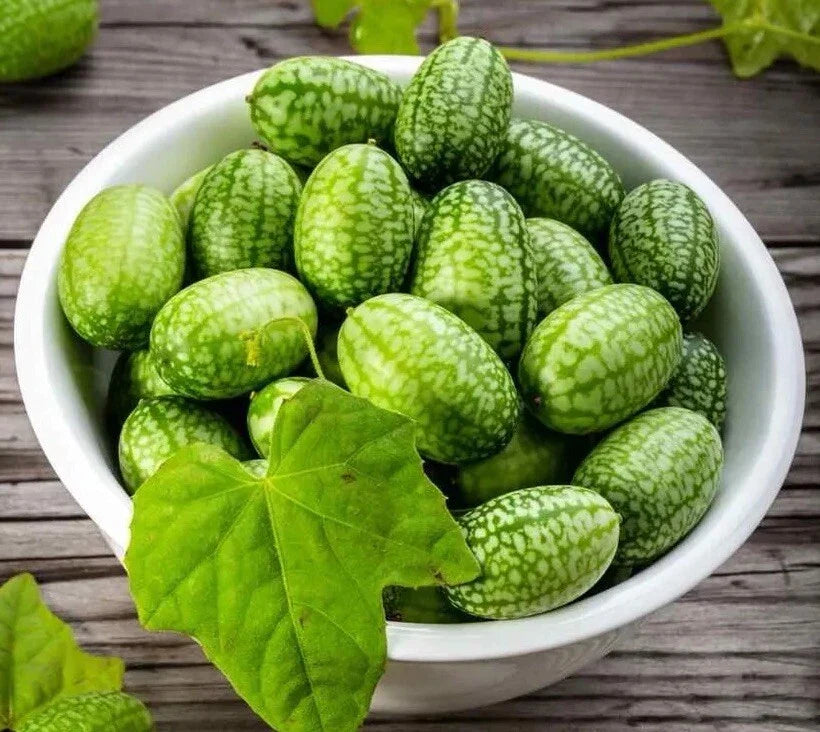 Cucamelon Seeds - 15+ Non-GMO Mouse Melon - Melothria Scabra Mexican Sour Gherkin