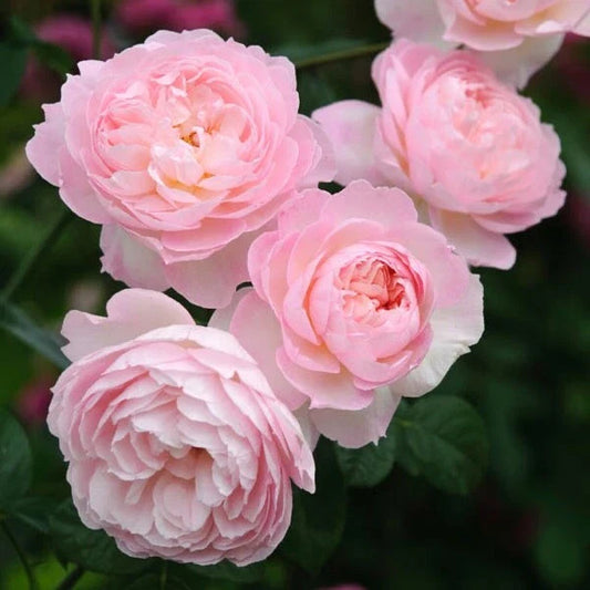 David Austin Rose Cuttings to Root (3) - Retired Variety for Gardening - Perfect for Rose Enthusiasts