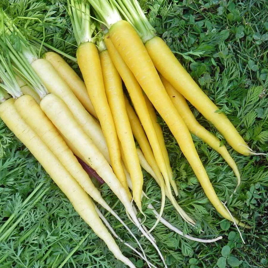 Solar Yellow Carrot Seeds | Heirloom Non-GMO | Organic Gardening | Daucus carota