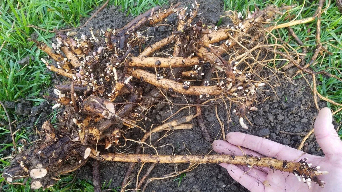 Hop Rhizomes - Jumbo Size ( ONE Random Variety) - Cascade, Columbus, Glacier, Nugget, Chinook, Mt. Hood - Humulus lupulus - Fresh Organic Roots