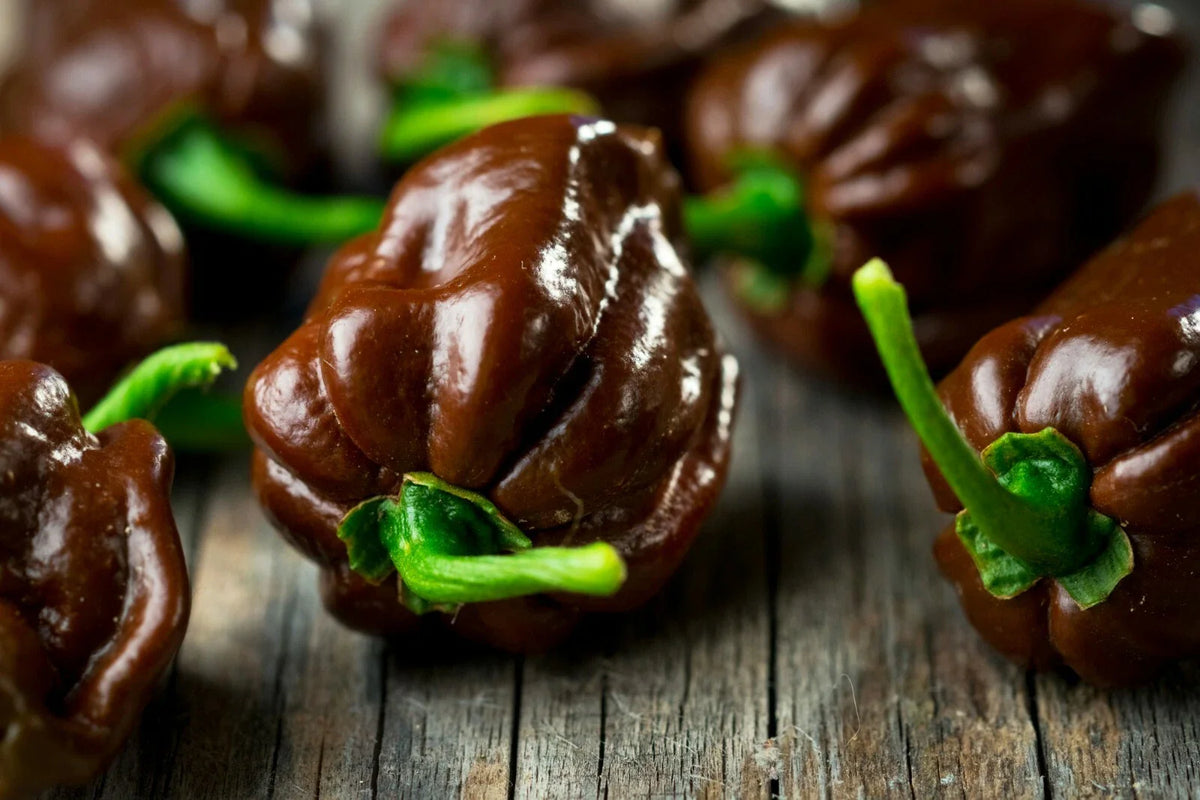 Chocolate Habanero Seeds - 40 Pack - Spicy Pepper Variety - Capsicum chinense - Free US Shipping