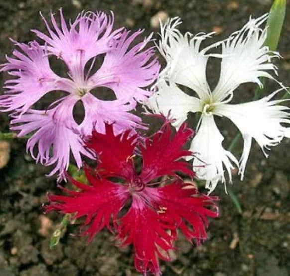 Fringed Pinks Flower Seeds - 100 Fresh Seeds - Dianthus plumarius - Pink Blooms - Free Shipping
