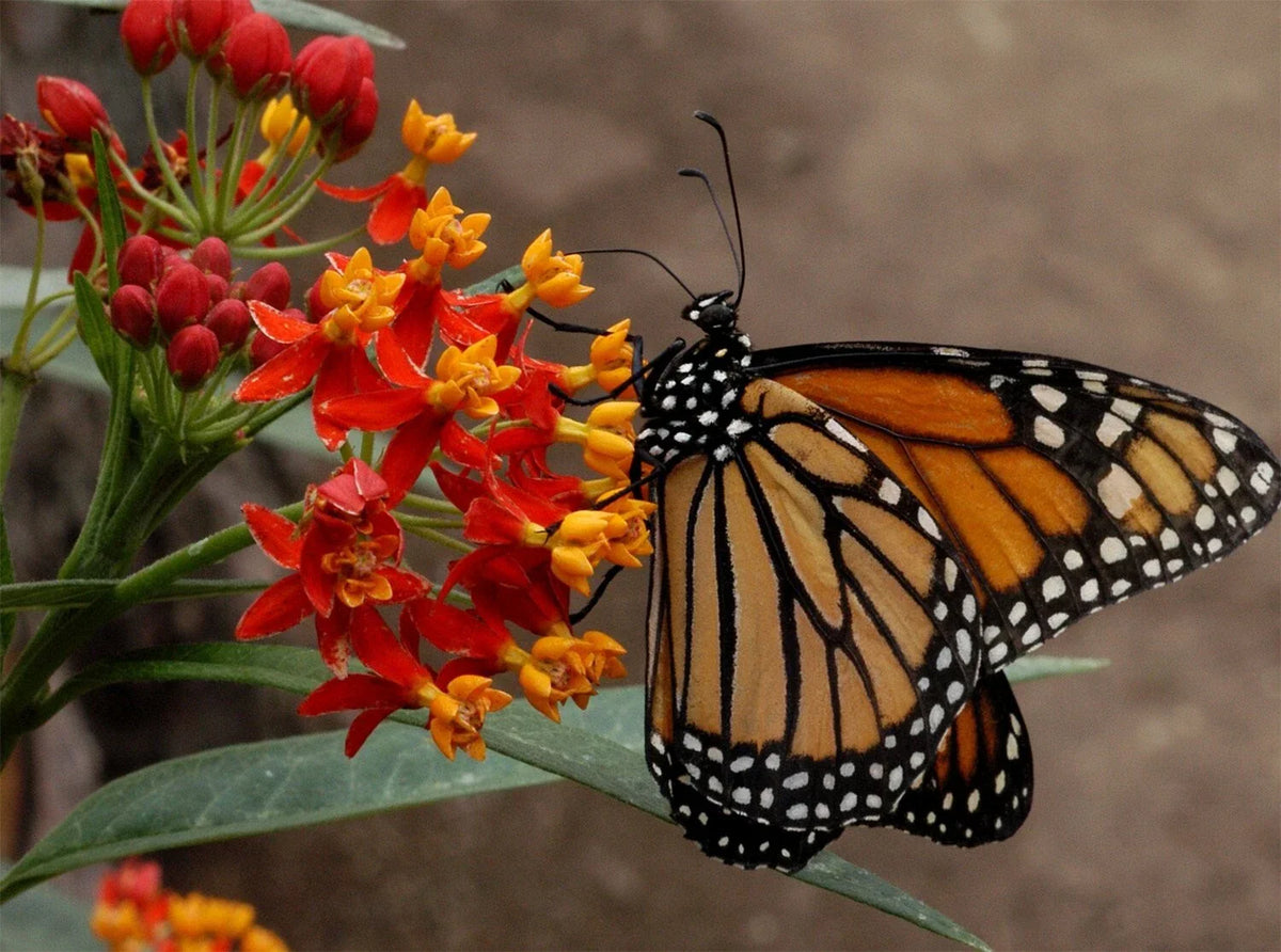 Blood Flower Seeds - Tropical Milkweed, Mexican Butterfly Weed, Asclepias curassavica - Eco-Friendly Gardening Supplies
