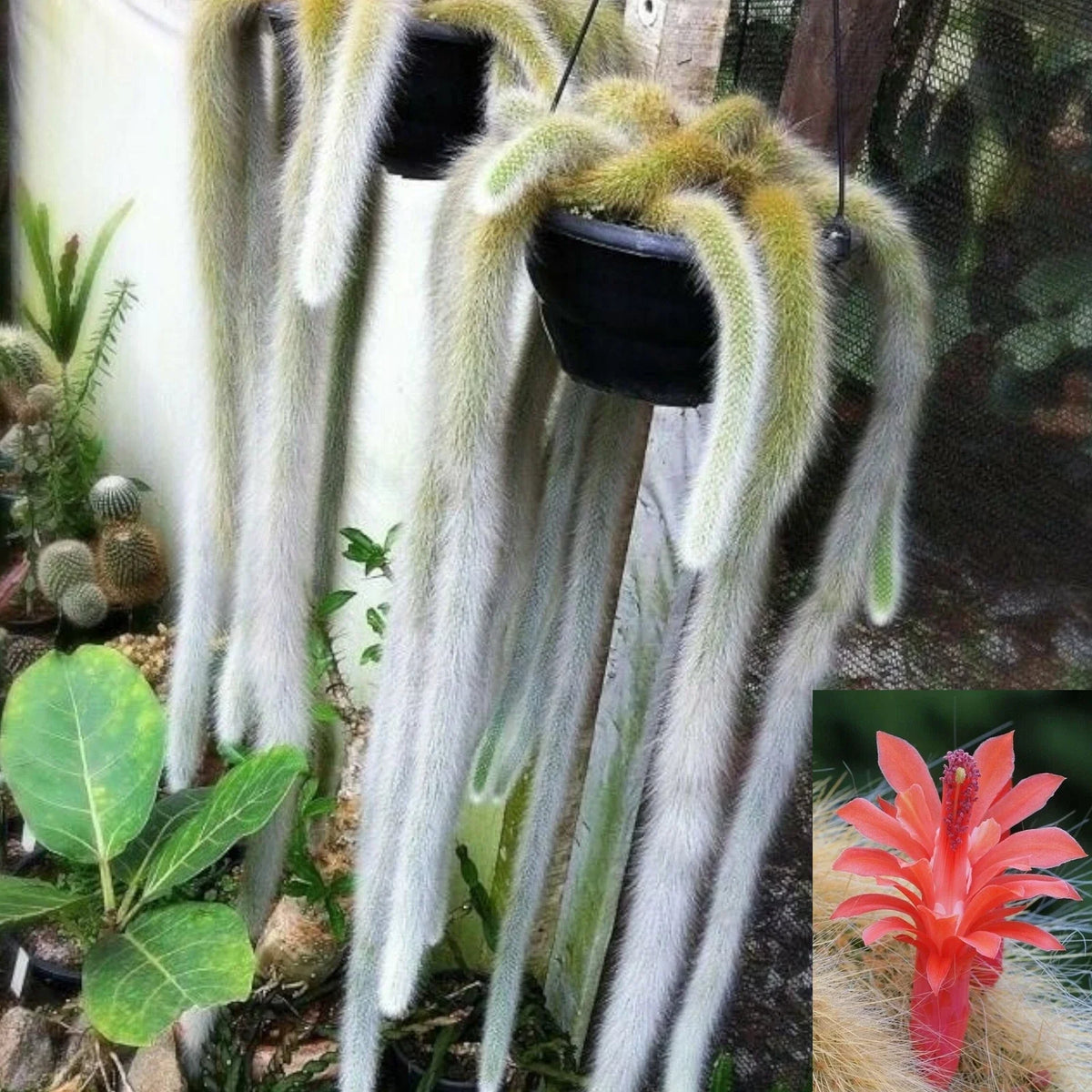 Monkey Tail Cactus Cutting 4 Inch Hildewintera colademononis Succulent Plant, Easy Care Cactus for Beginners