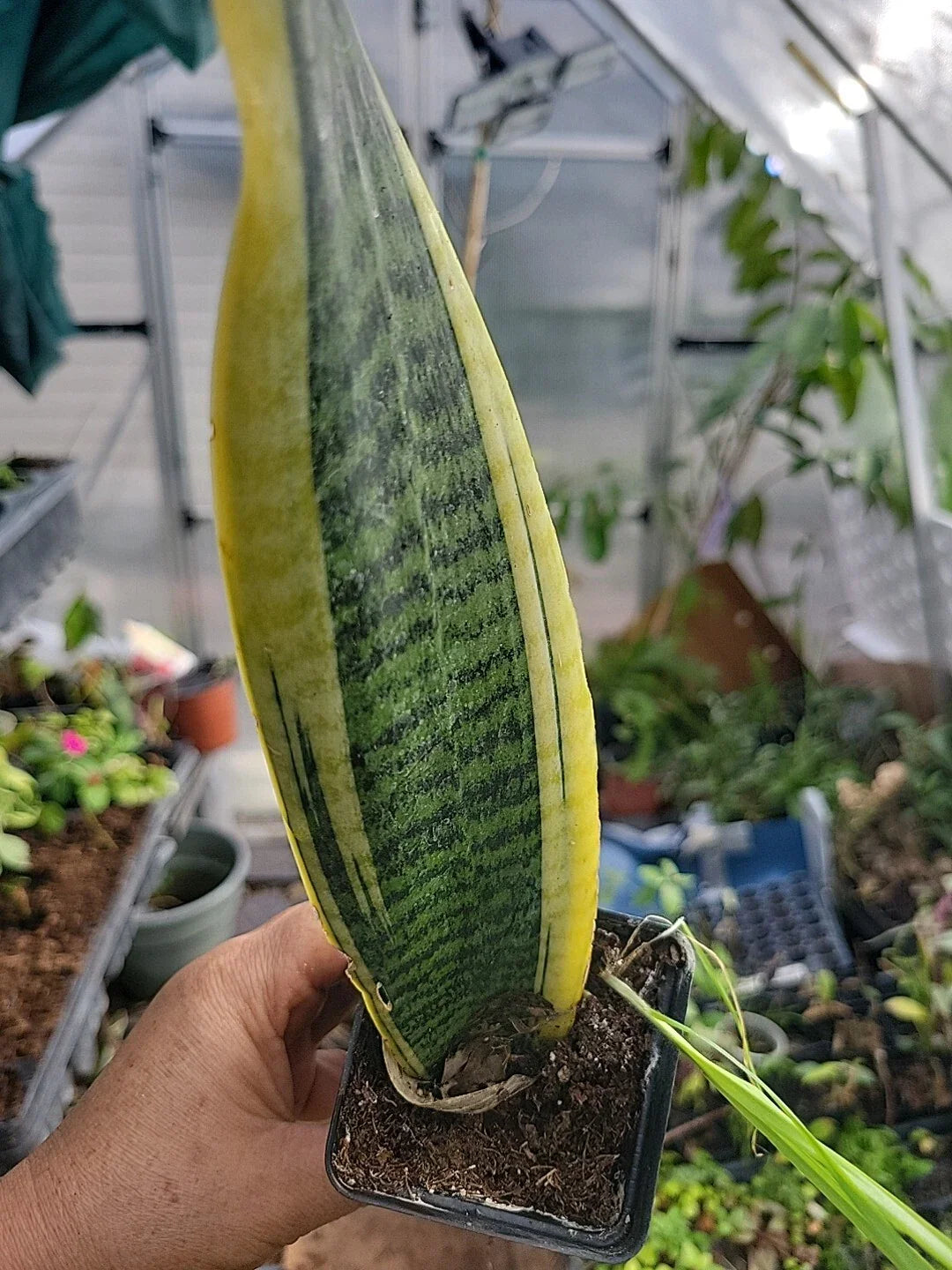 Sansevieria Plant, Well Rooted, Lengua de Suegra, Mother-in-Law's Tongue, Indoor Houseplant, Snake Plant (Sansevieria trifasciata)
