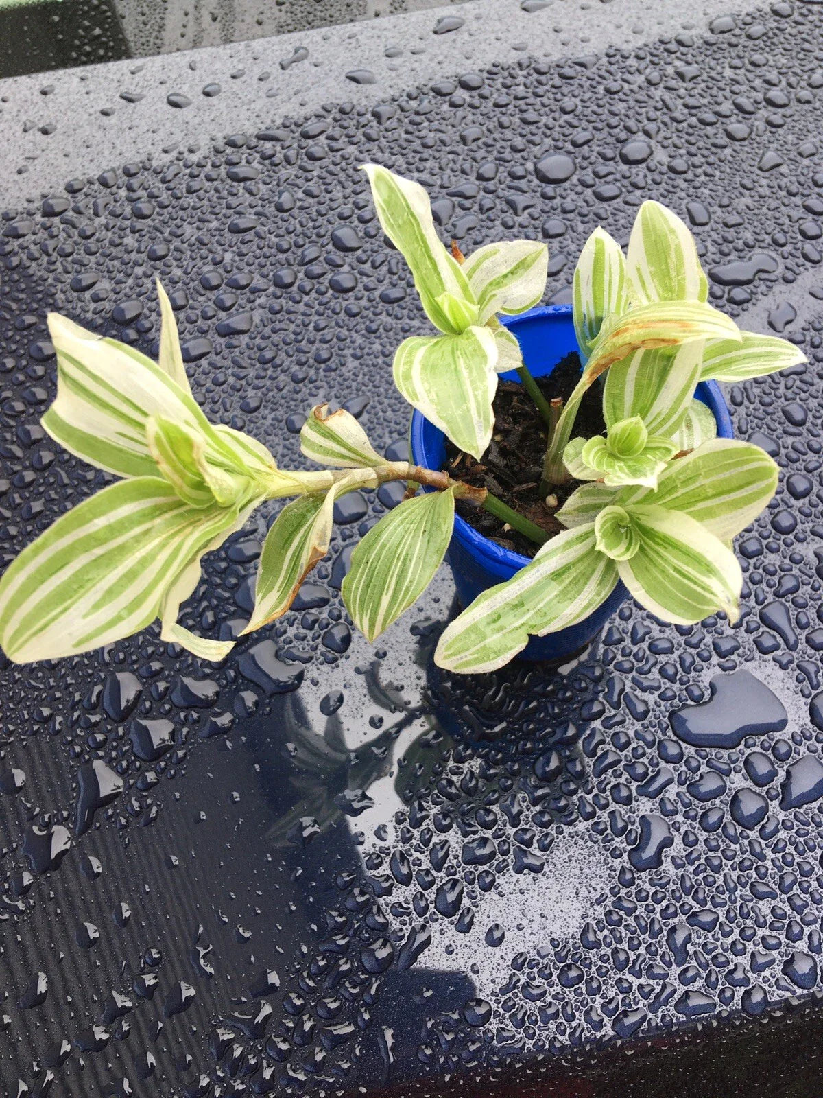 Tradescantia Albiflora Starter Plant - Easy and Fast Growing Indoor Houseplant - Variegated Green and White Foliage