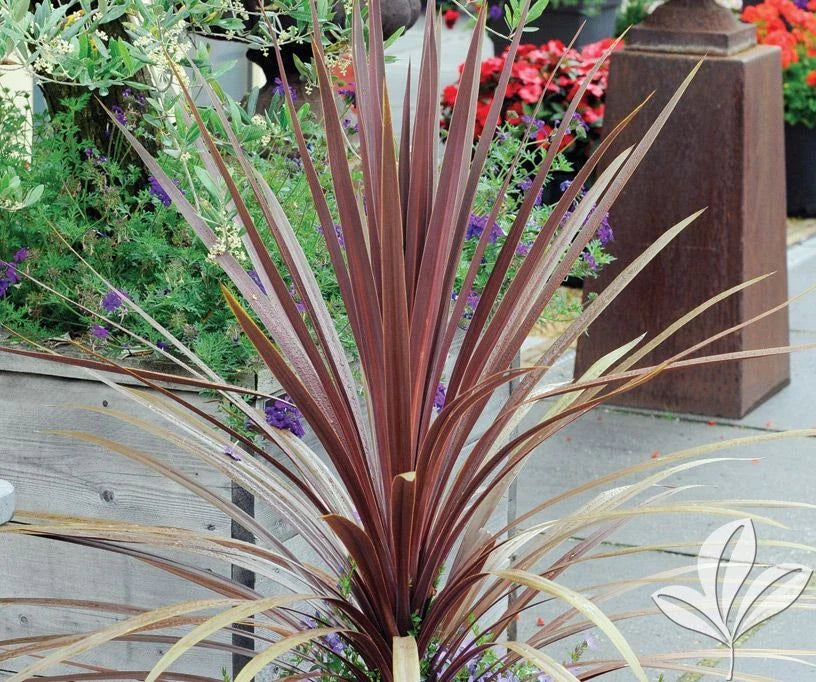 Dracaena Spikes Seeds - 100 Count - Dracaena sp. - Indoor/Outdoor Planting, Easy Care, Tropical Foliage