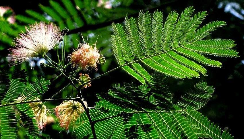 Mimosa Seeds - Persian Silk Tree - Pink Flowers - Albizia julibrissin - Garden Planting