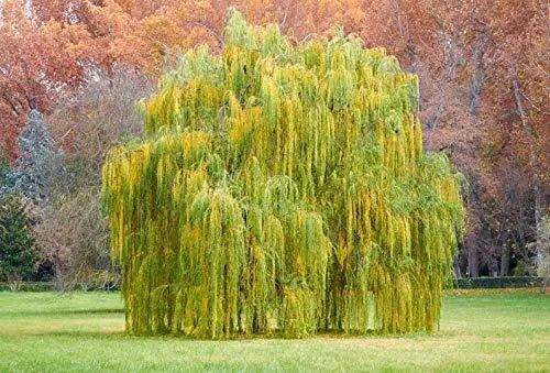 5 Foot Tall Golden Weeping Willow Tree Cutting - Ready to Plant - Salix babylonica - Beautiful Ornamental Tree