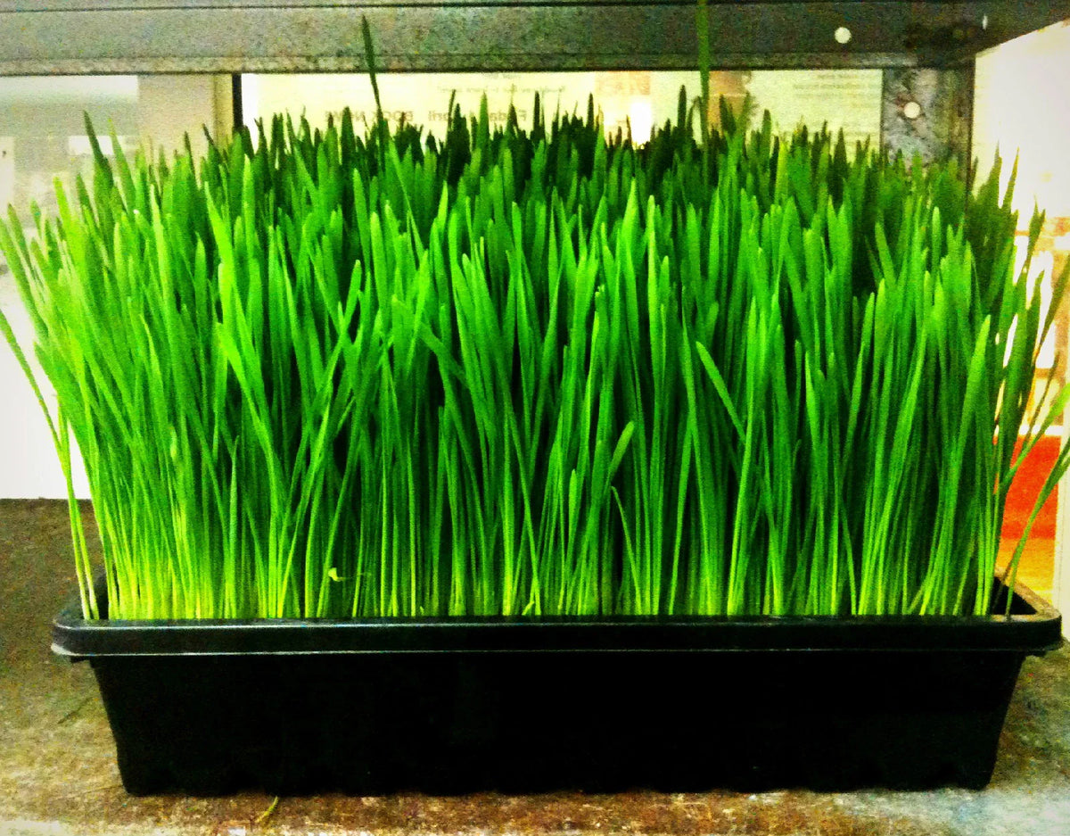 Wheatgrass Seeds 1 lb - Cat Grass, Organic, Non-GMO, GroCo, Triticum aestivum