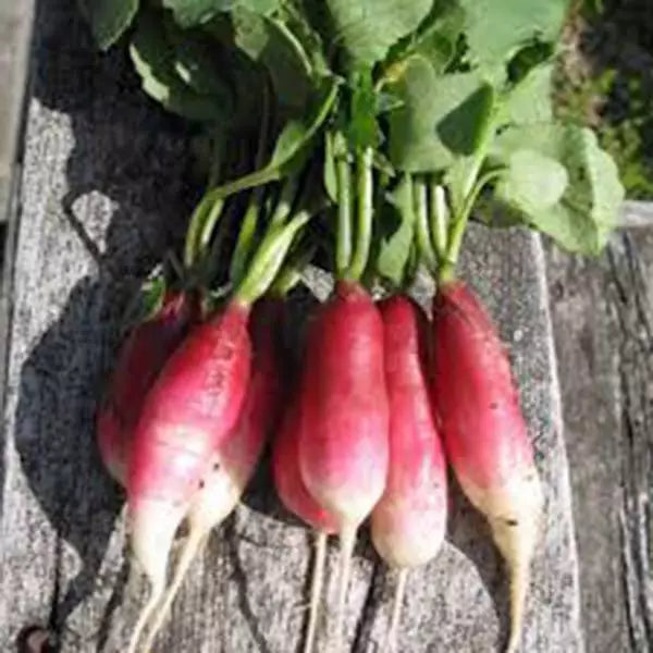 Radish Seeds - 500 Count - French Breakfast Heirloom - Non-GMO Radishes - Raphanus sativus