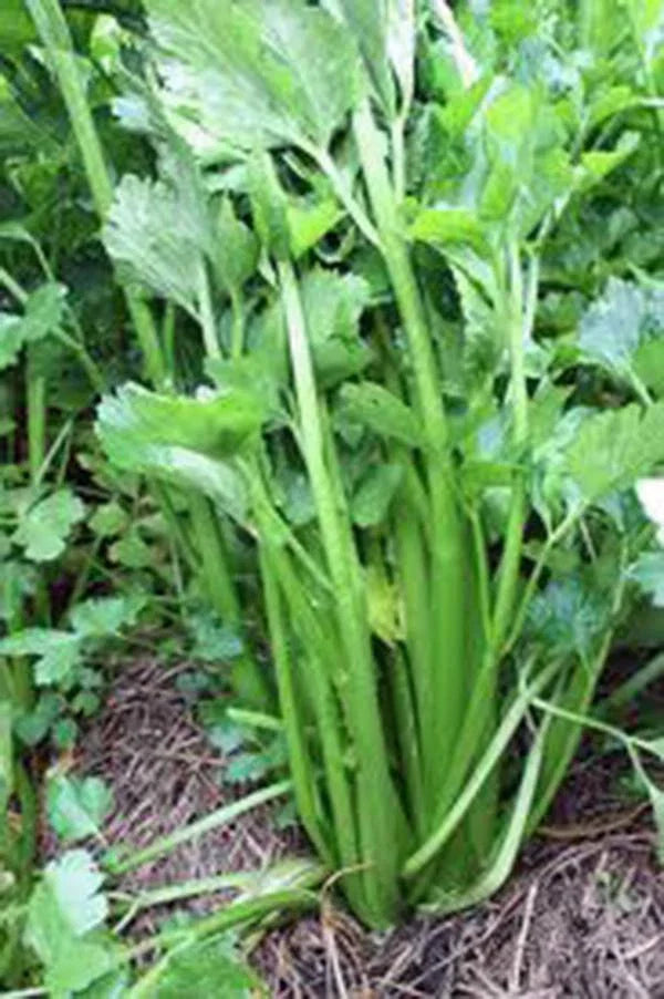 Celery Seed, 100 Seeds, Tendercrisp Heirloom, Non-GMO, Organic Gardening, Apium graveolens