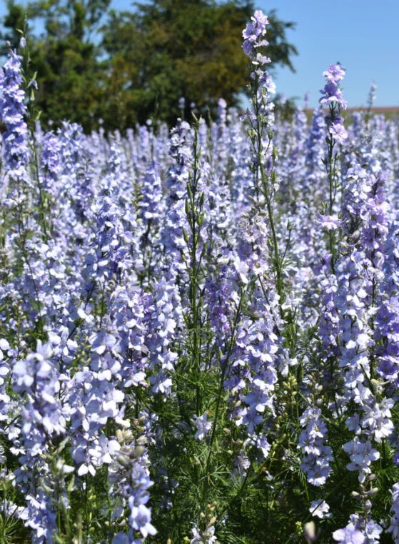 Rocket Larkspur Cut Flowers, Light Blue, Non-GMO, Delphinium ajacis, 500 Seeds for Pollinators