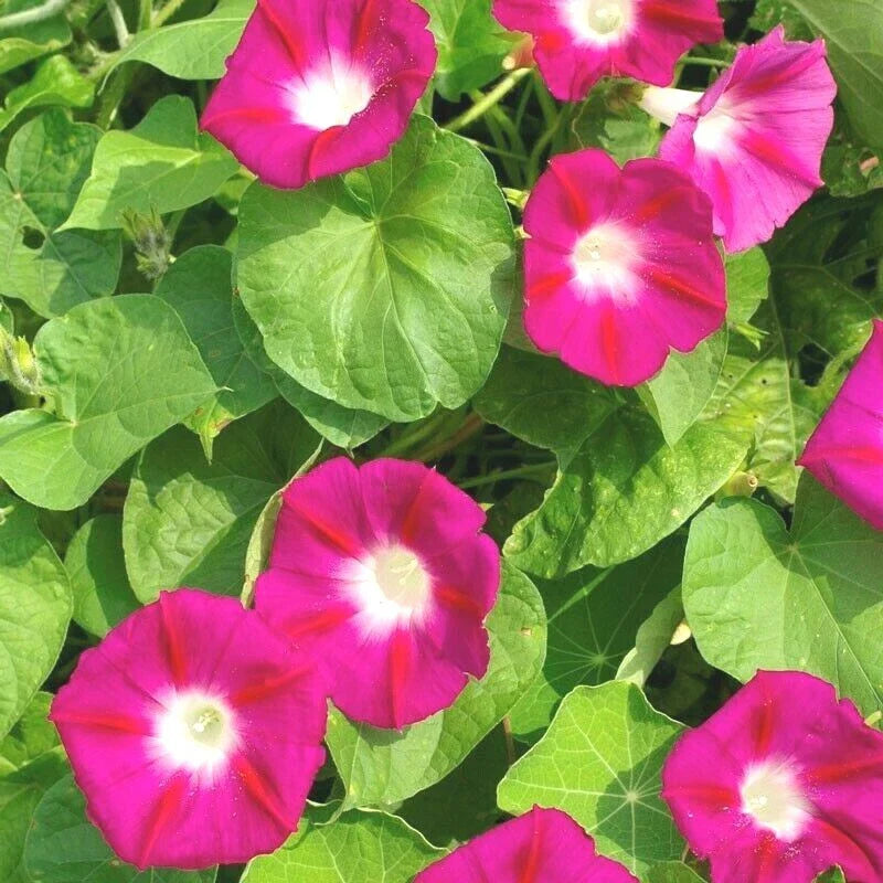 Red Morning Glory Flower Seeds - 40+ Pack, Wildflower Climbing Vine, Perfect for Containers - Ipomoea purpurea