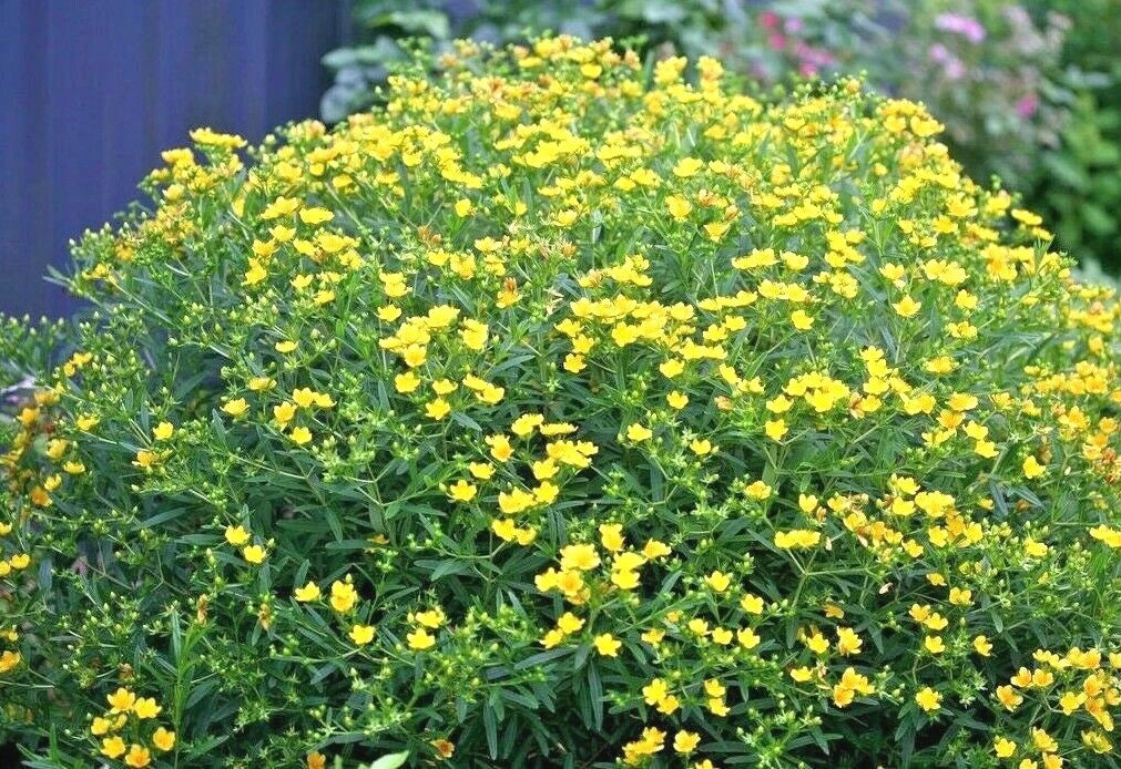 Great St. John's Wort Seeds - 500+ Perennial Wildflower Herb, Medicinal Plant (Hypericum perforatum)