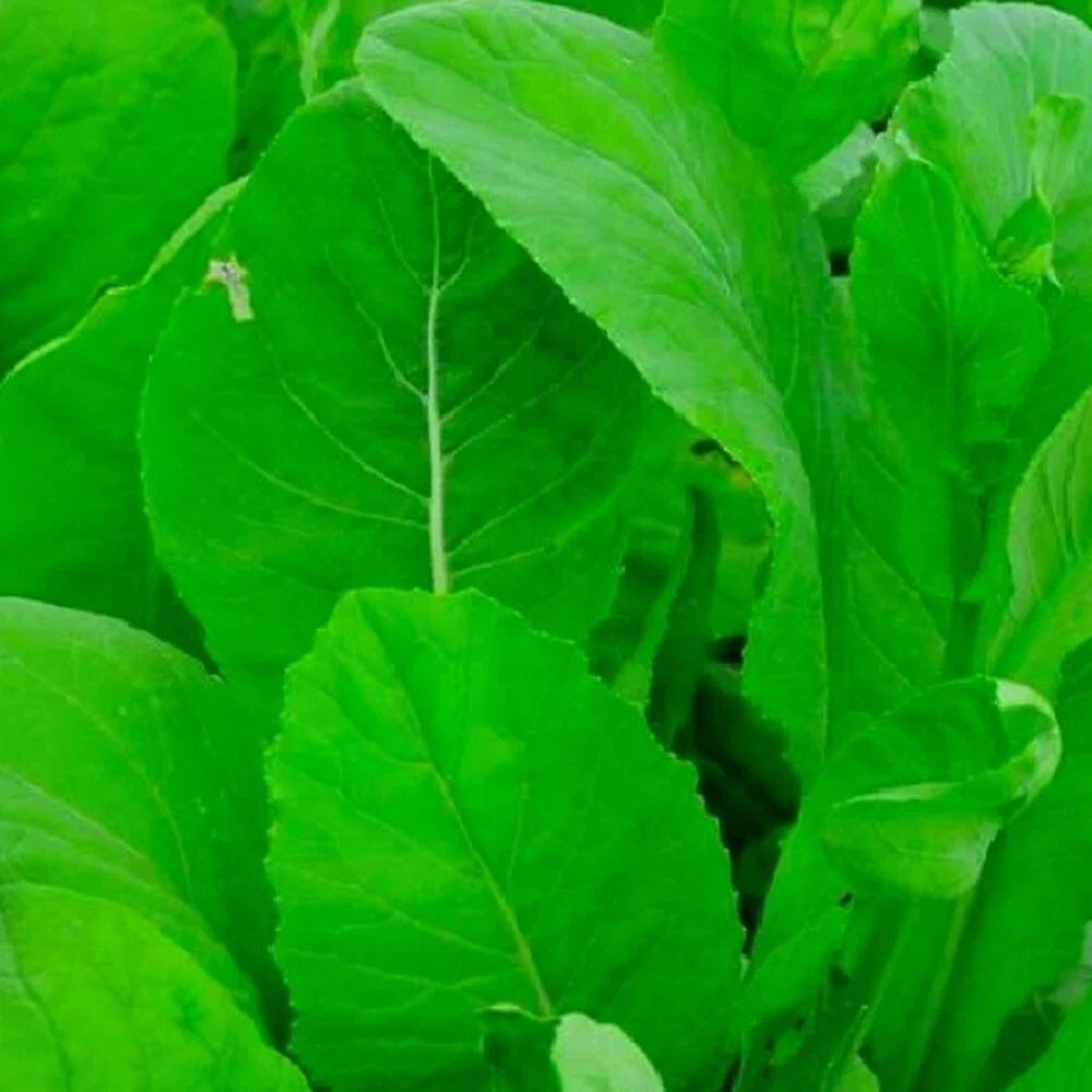 Tendergreen Mustard Spinach Seeds | NON-GMO Heirloom Garden Seeds | Organic Spinach for Planting | Brassica juncea