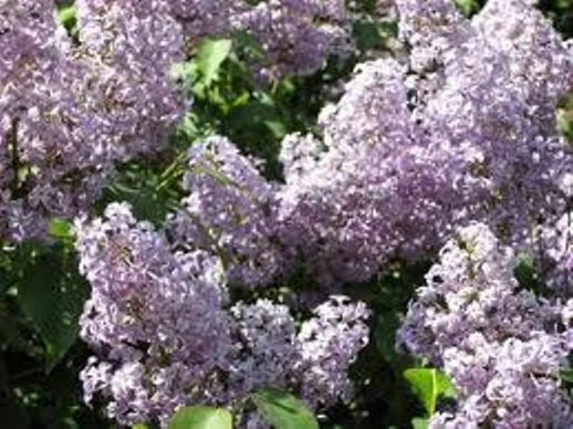 Lilac Bush Live Plant Set of 2, Old Fashion Purple, 16-24 Inches, Bare Root, Syringa vulgaris