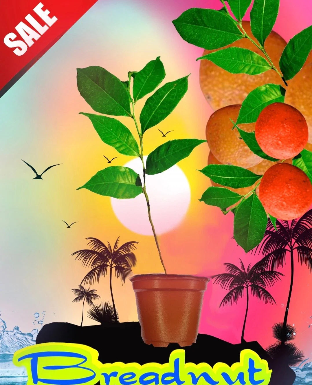 Maya Nut Tree Seedling - Rare Tropical Fruit Plant - 3 Feet Tall - Ideal for Garden Nursery - Inga edulis