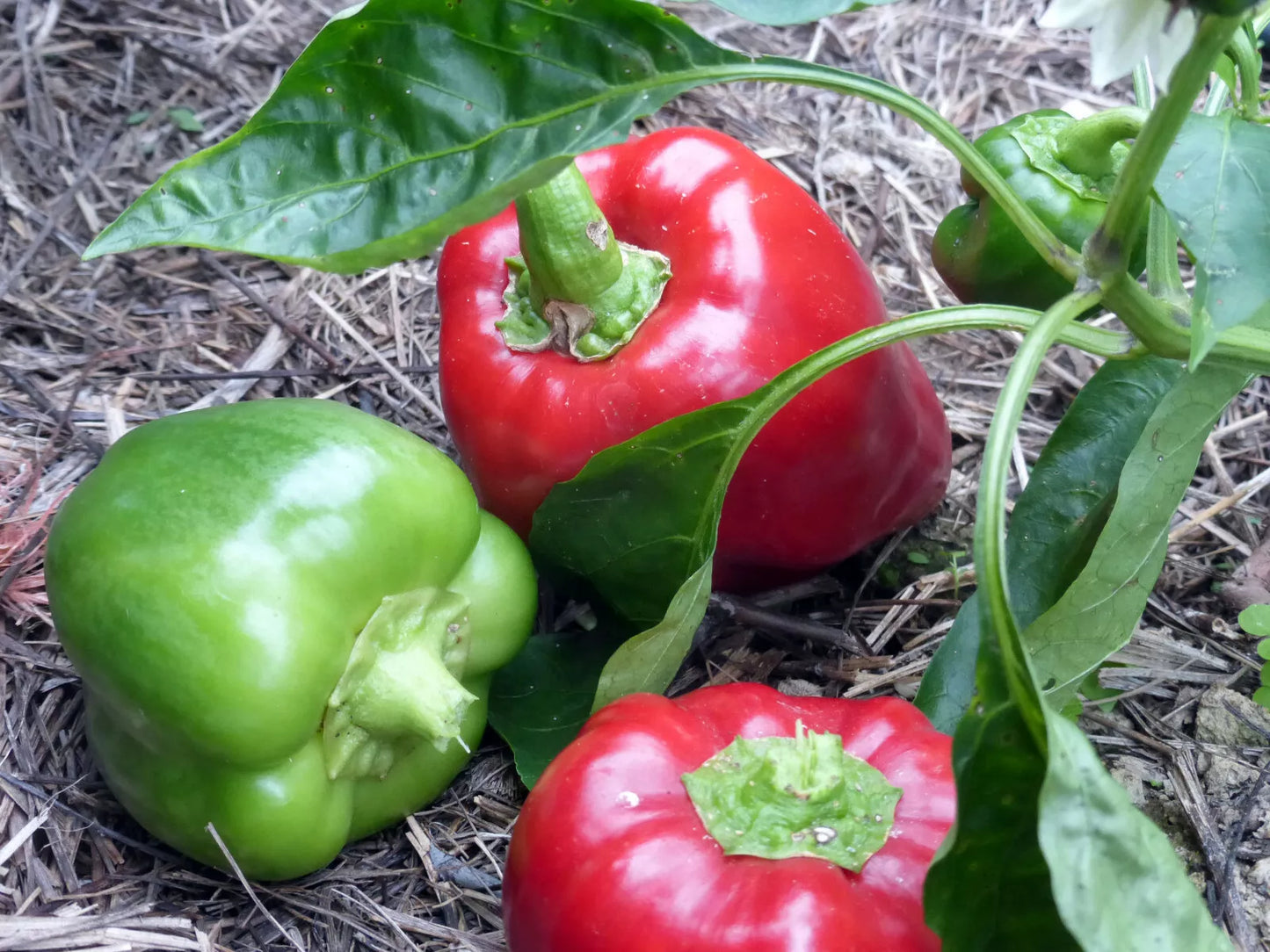 Sweet Pepper Seeds - Keystone Resistant Giant - Set of 100 Seeds - Capsicum annuum - Non-GMO, Heirloom Gardening
