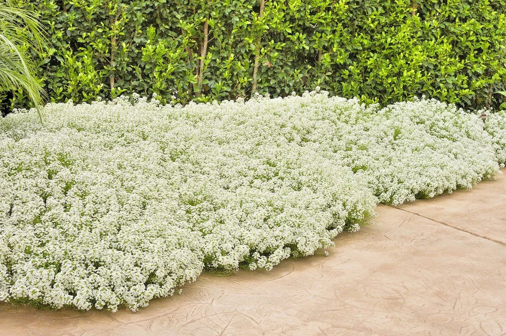 Sweet Alyssum Flower Seeds - 1500+ Drought Tolerant Groundcover for Containers - Lobularia maritima