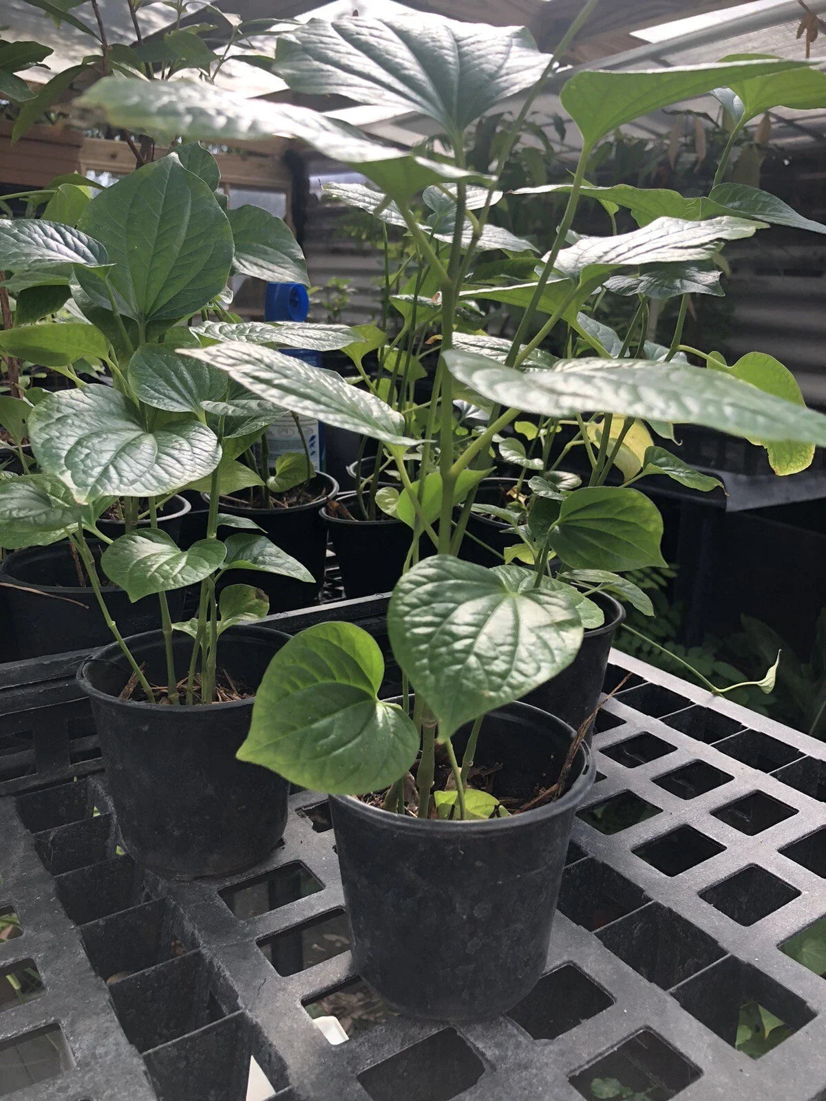 Well Rooted Betel Leaf Plant in Pot, Piper sarmentosum, Lá Lốt, PEPER Paan, Ideal for Culinary Use