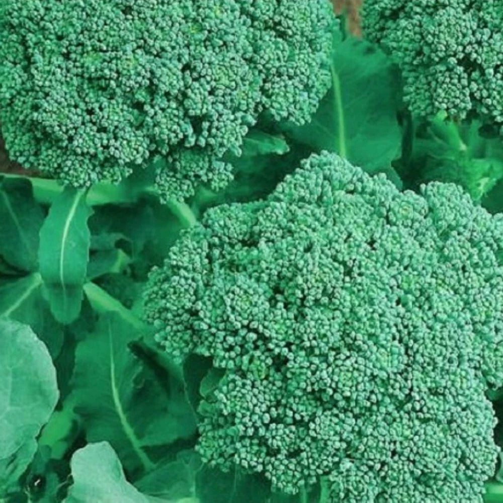 NON-GMO Broccoli Seeds | Heirloom Garden Seeds | Organic Vegetable Seeds | Brassica oleracea