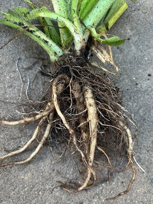 Comfrey Live Root – Ready to Plant Organic Perennial Herb, Symphytum officinale Root Cuttings, Drought Resistant, Medicinal & Garden Use
