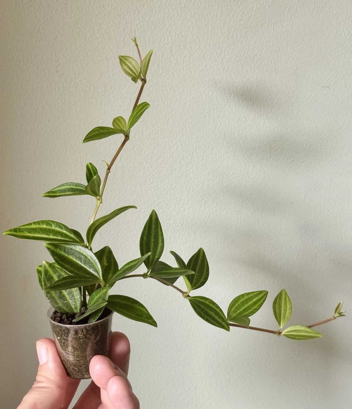 Rooted Cuttings Peperomia Angulata 'Funky Frog' - Unique Variegated Houseplant, Easy Care Indoor Greenery