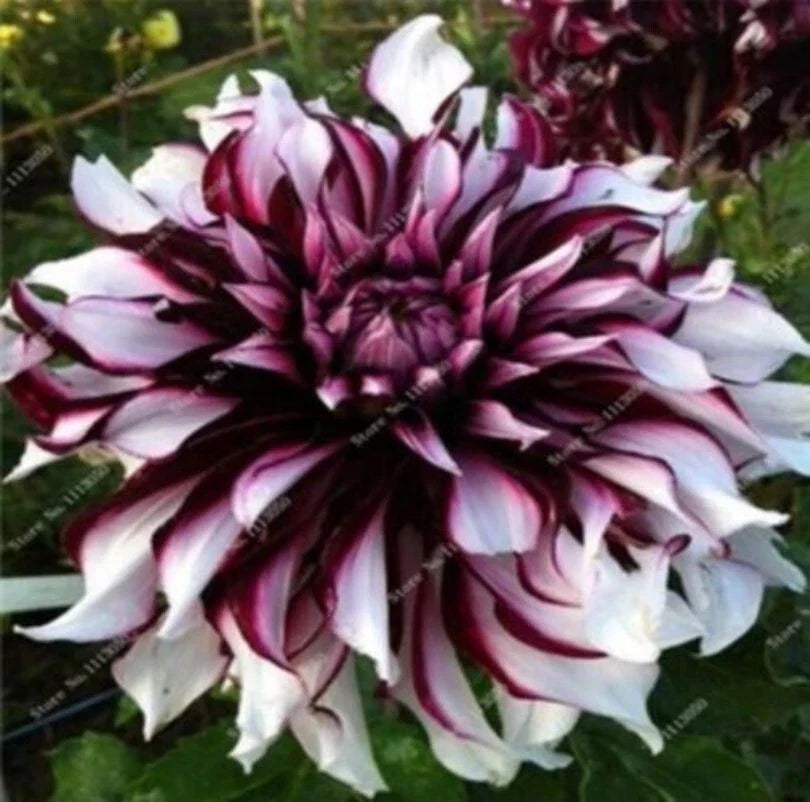 Dahlia Flower Seeds 20PCS - Rare Beautiful Perennial Variety - Perfect for Gardens (Dahlia spp.)