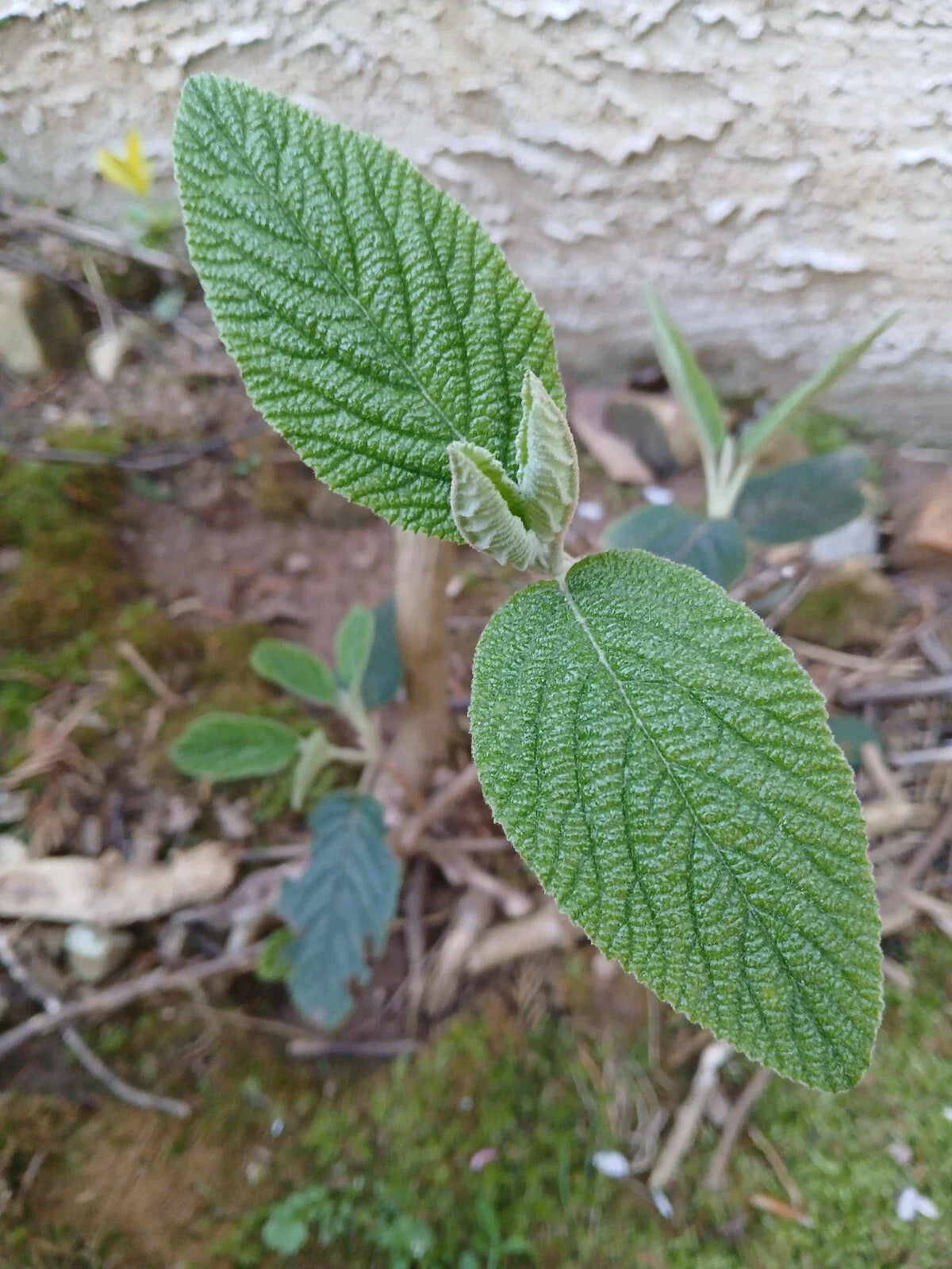 Live Rooted Leatherleaf Viburnum Plant, 4-Year-Old, Viburnum rhytidophyllum for Bonsai Gardening